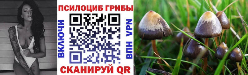 Псилоцибиновые грибы Magic Shrooms где купить наркотик Рошаль